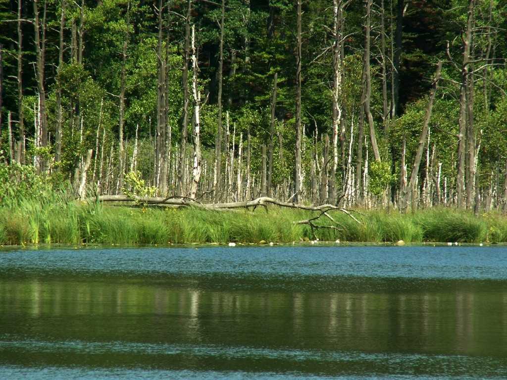 Jezioro Krypko trójmiejski park krajobrazowy Sopot